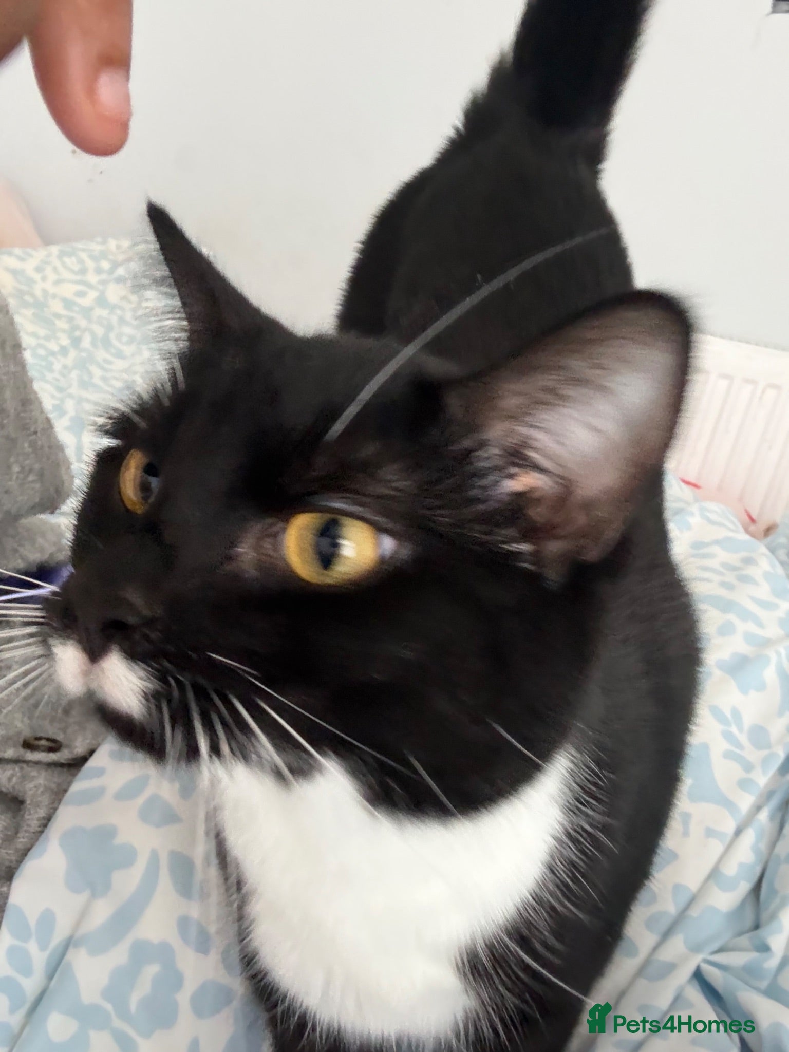 British Longhair cats Cat for re homing - Alan - Advert 16