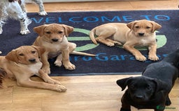 Labrador Retriever dogs for sale: KC registered Working Labrador Pups - Image 2