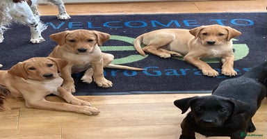 Labrador Retriever dogs - Advert 3