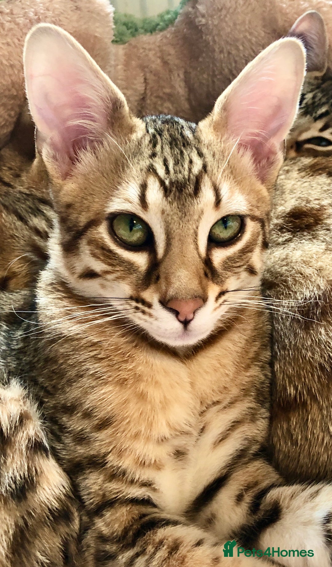 Savannah cats for sale: Beautiful full pedigree savannah kittens  - Advert 4