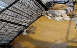 Mixed Breed dogs for sale: Jackawawas  - Image 15