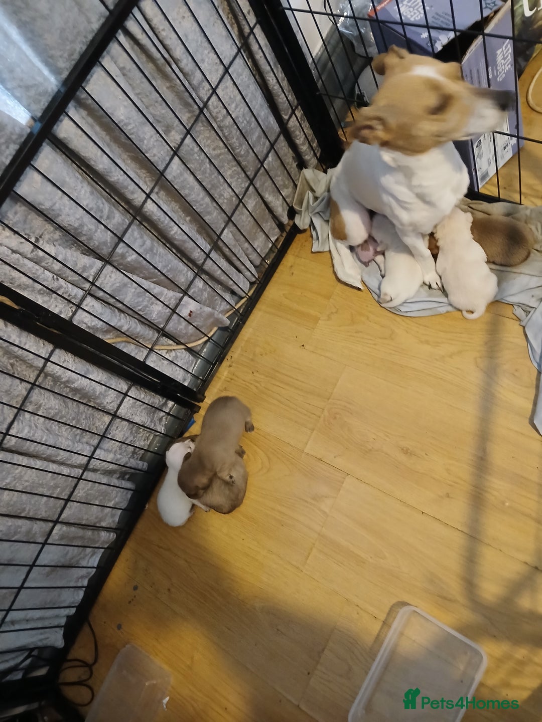 Mixed Breed dogs for sale: Jackawawas  - Image 15