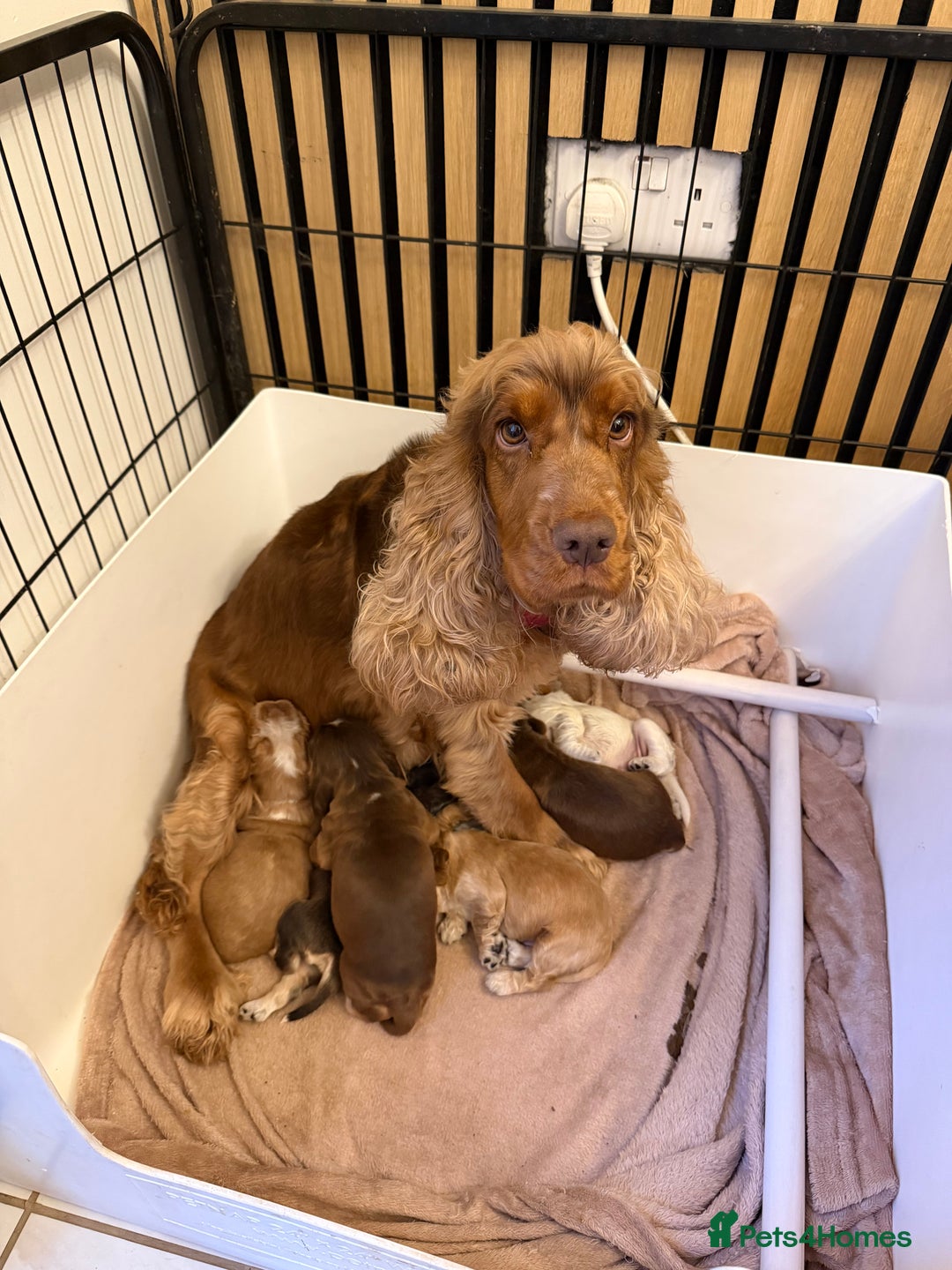 Cocker Spaniel dogs for sale: 🐶Rizi Bizi 🐶🐾 full pedigree show spaniels🐾  - Advert 14
