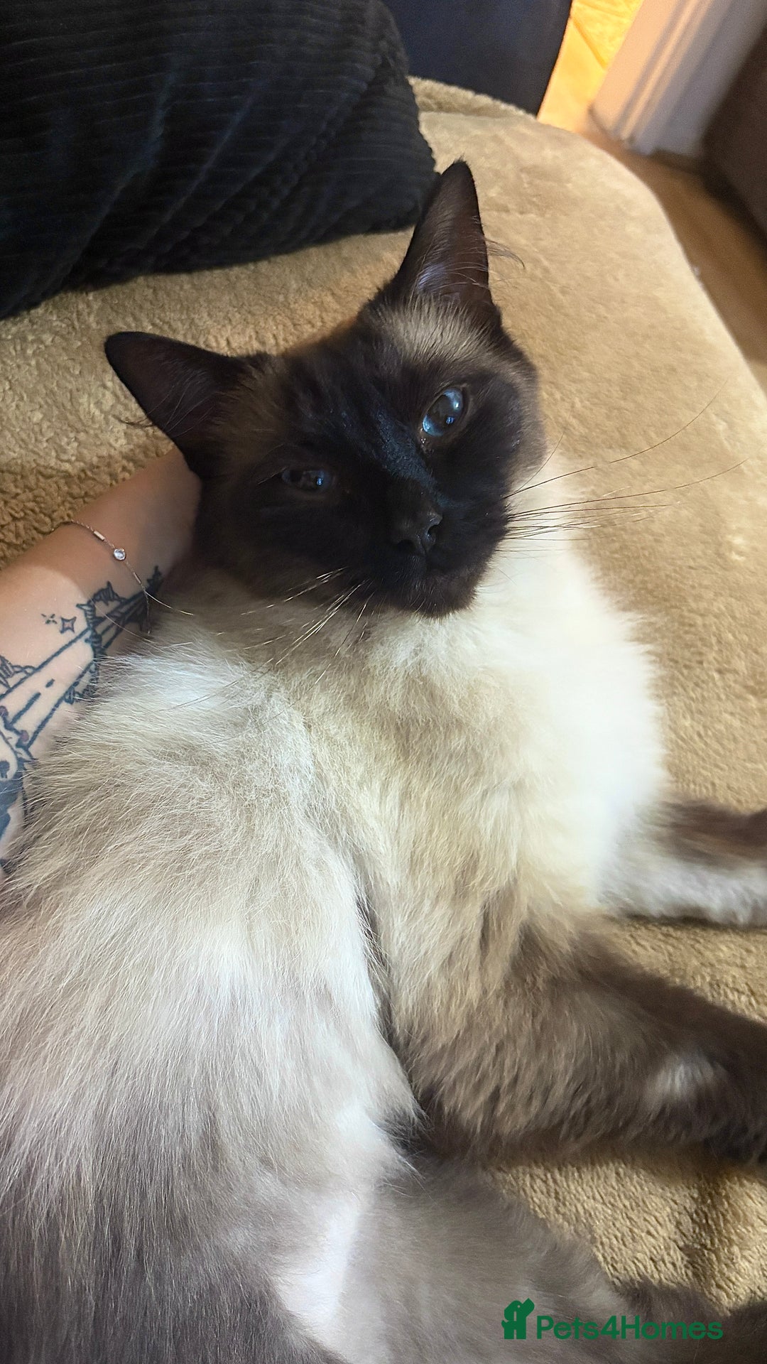 Ragdoll cats for sale: Sage - 4 year old Ragdoll - Advert 14