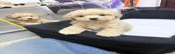 Shihpoo dogs for sale: Cute Shihpoo x Toy poodle puppies  in Stockport - Advert 6