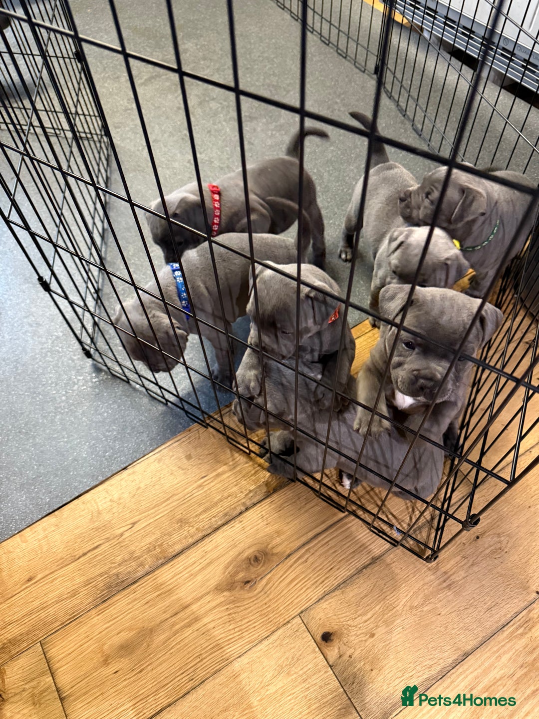 Staffordshire Bull Terrier dogs for sale: Stunning Blue Pure Bred Staffie Puppies - Image 4