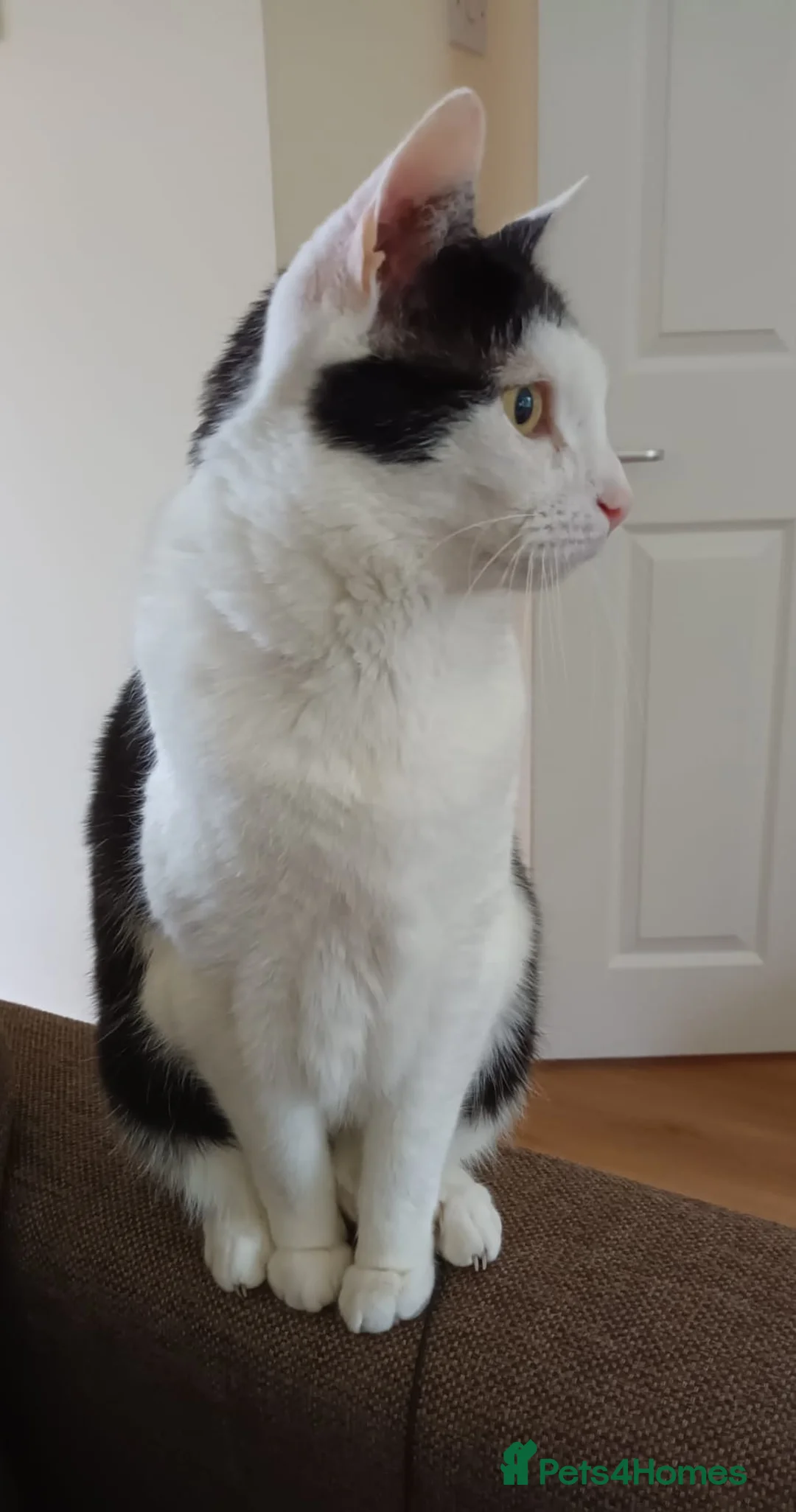 Domestic Shorthair cats for adoption: Timmy, 9 year old gentleman  - Advert 2