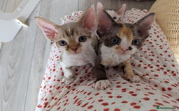 Devon Rex cats for sale: 🌼Curly, gorgeous Devon Rex Kittens available  - Image 16