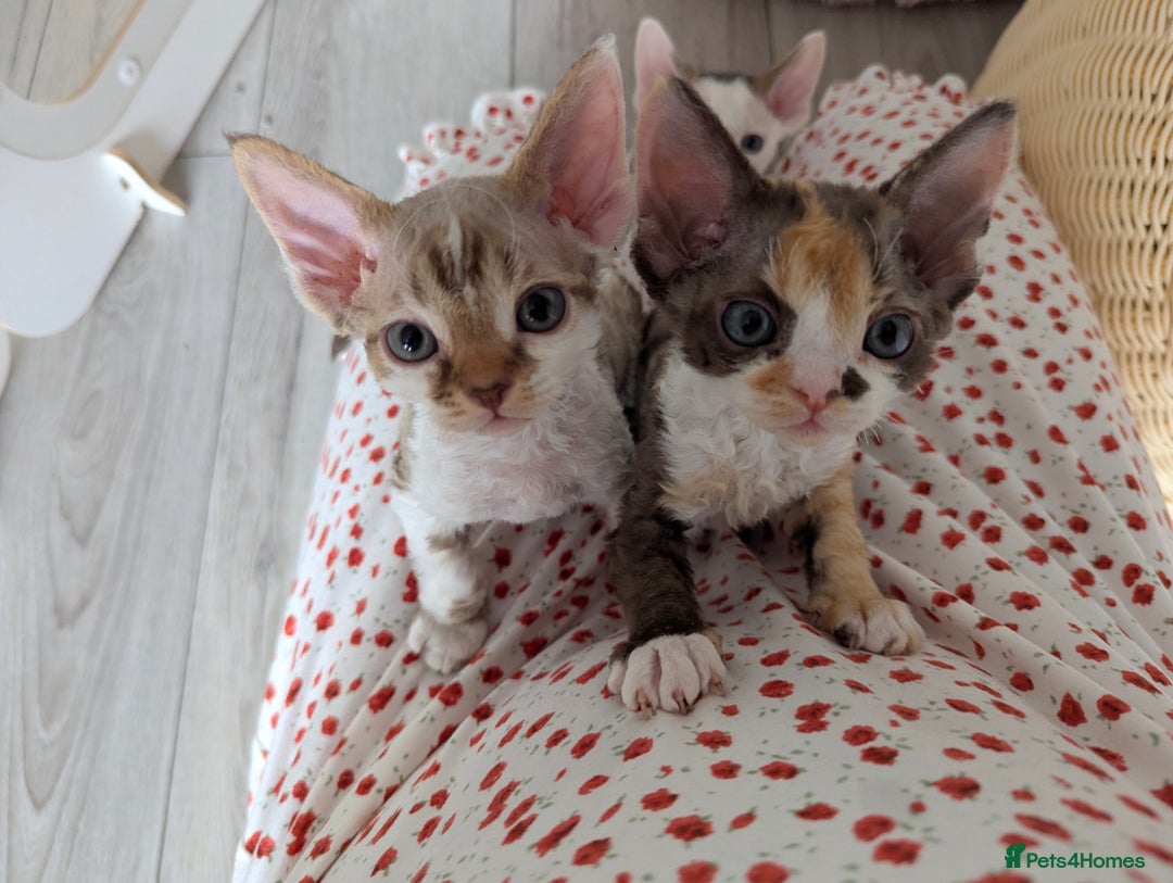 Devon Rex cats for sale: 🌼Curly, gorgeous Devon Rex Kittens available  - Image 16
