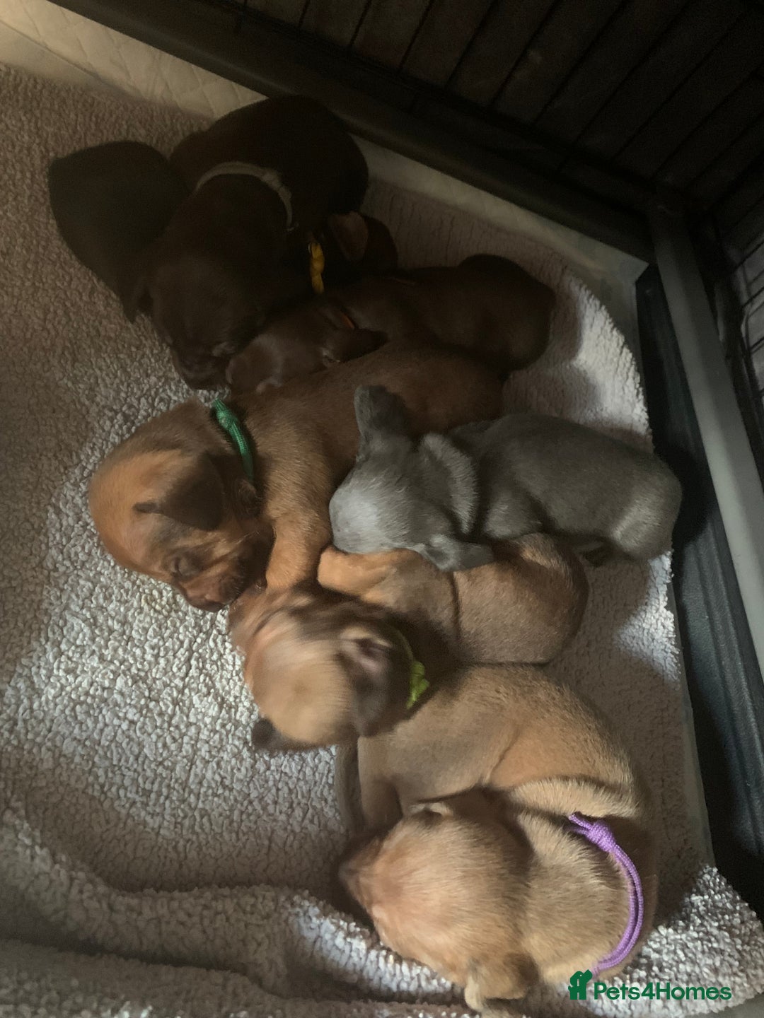 Miniature Dachshund dogs for sale: Miniature dachshund puppies  - Image 4
