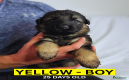 German Shepherd dogs for sale: Beautiful German Shepherd Puppies - Image 14