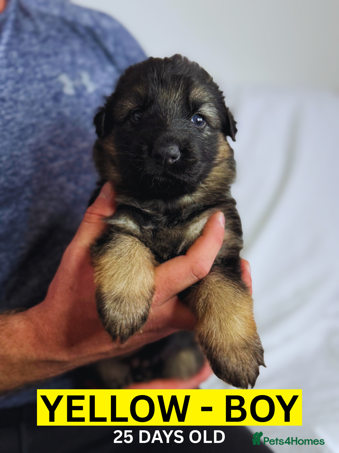 German Shepherd dogs for sale: Beautiful German Shepherd Puppies - Image 14