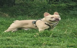 French Bulldog dogs for stud: 🔥 PLATINUM LILAC & TAN FLUFFY - WELL PROVEN- KC   in Blackpool - Image 3