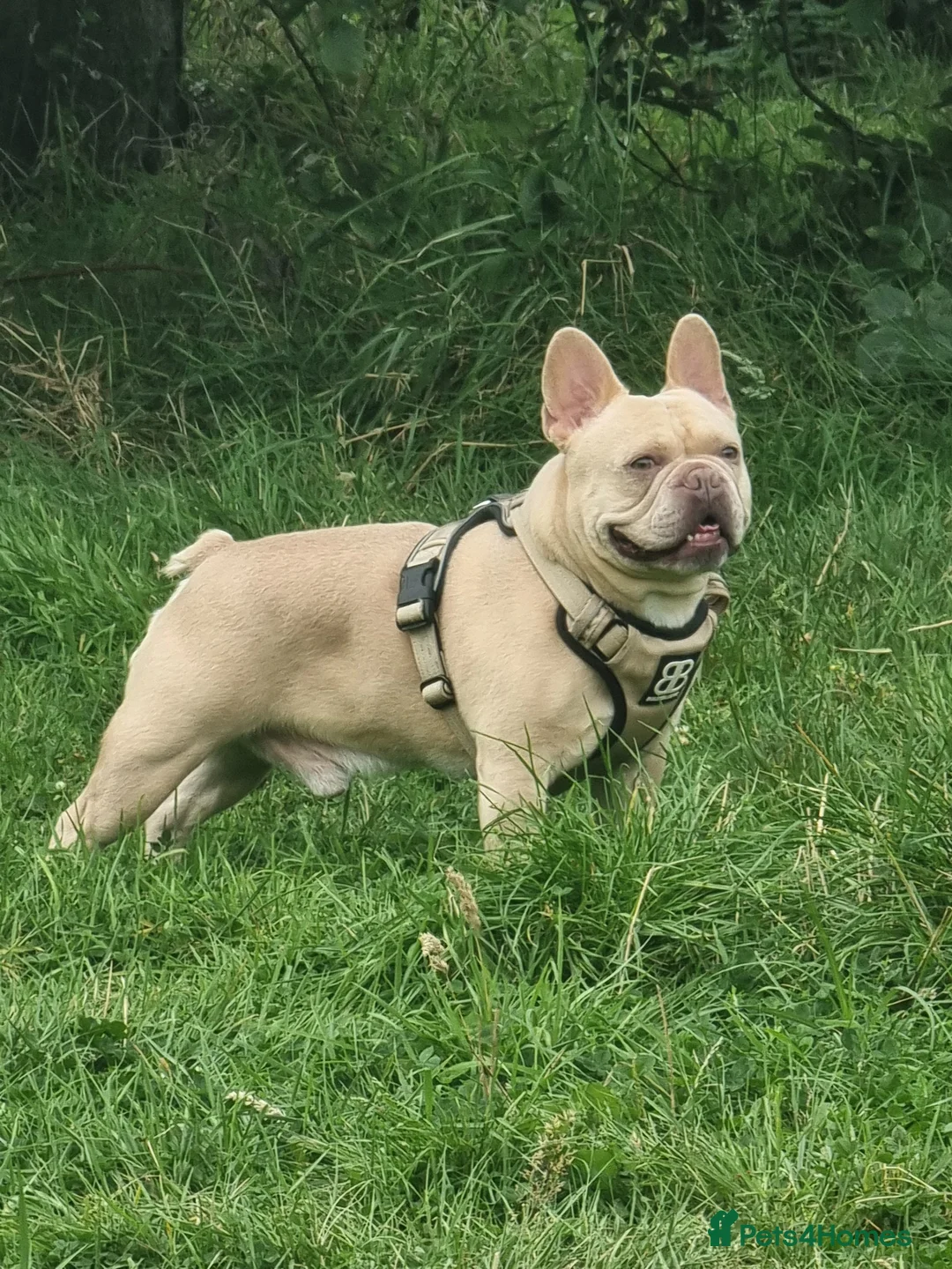 French Bulldog dogs for stud: 🔥 PLATINUM LILAC & TAN FLUFFY - WELL PROVEN- KC   in Blackpool - Advert 3