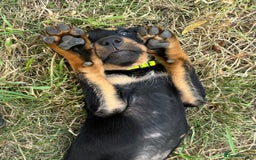 Rottweiler dogs for sale: Healthy Rottweiler puppies ready now  - Image 3