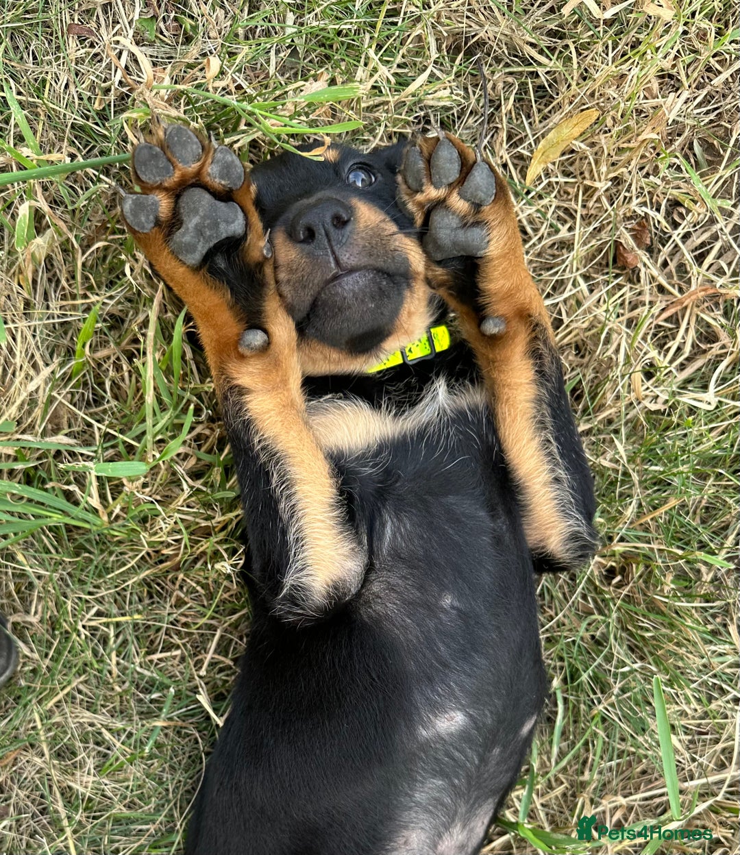 Rottweiler dogs for sale: Healthy Rottweiler puppies ready now  - Image 3