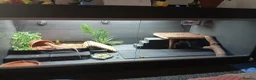 Bearded Dragon reptiles for sale: Male Bearded Dragon - Advert 3