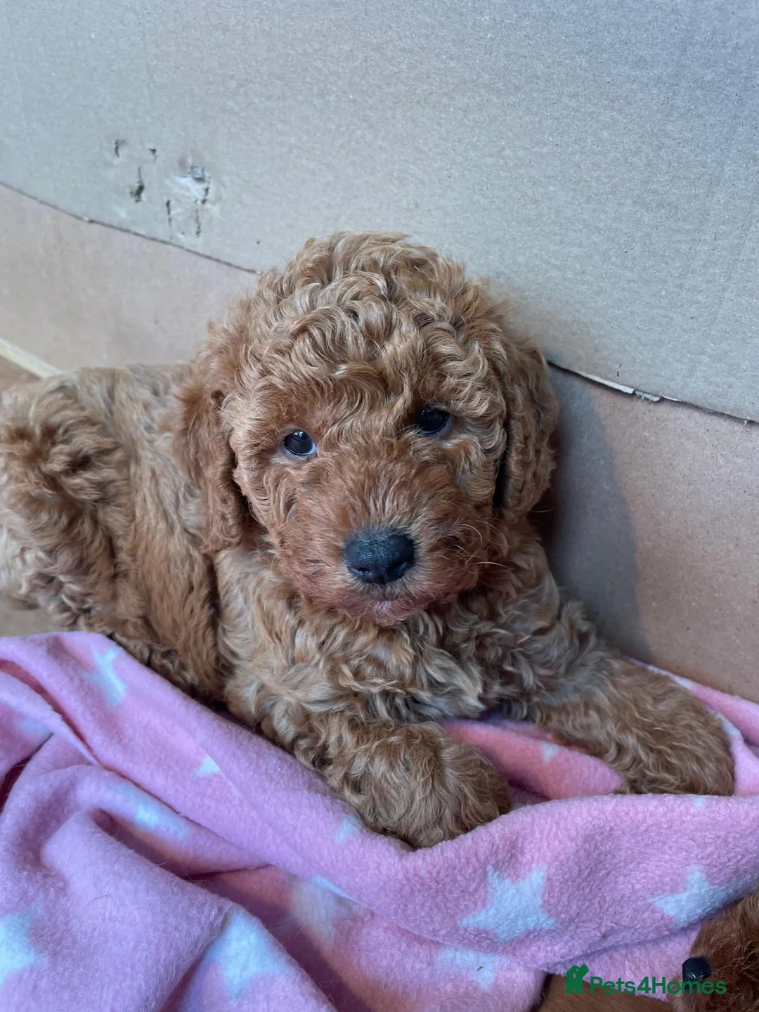 Toy Poodle dogs for stud: Beautiful Red Toy Poodle for Stud in Motherwell - Advert 16