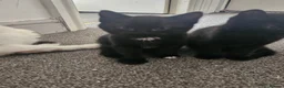 Mixed Breed cats for sale: Beautiful black kittens - Advert 3