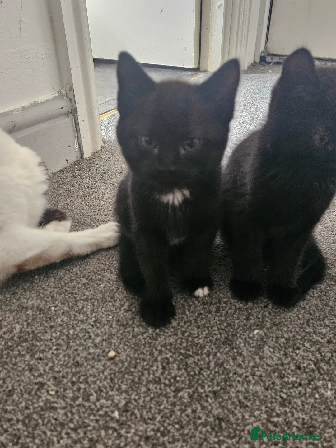 Mixed Breed cats for sale: Beautiful black kittens - Advert 3