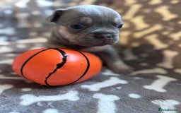 French Bulldog dogs for sale: Adorable French bulldog puppies!!🐶  - Image 14