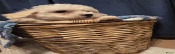 Maltese dogs for sale: Maltese  - Advert 2