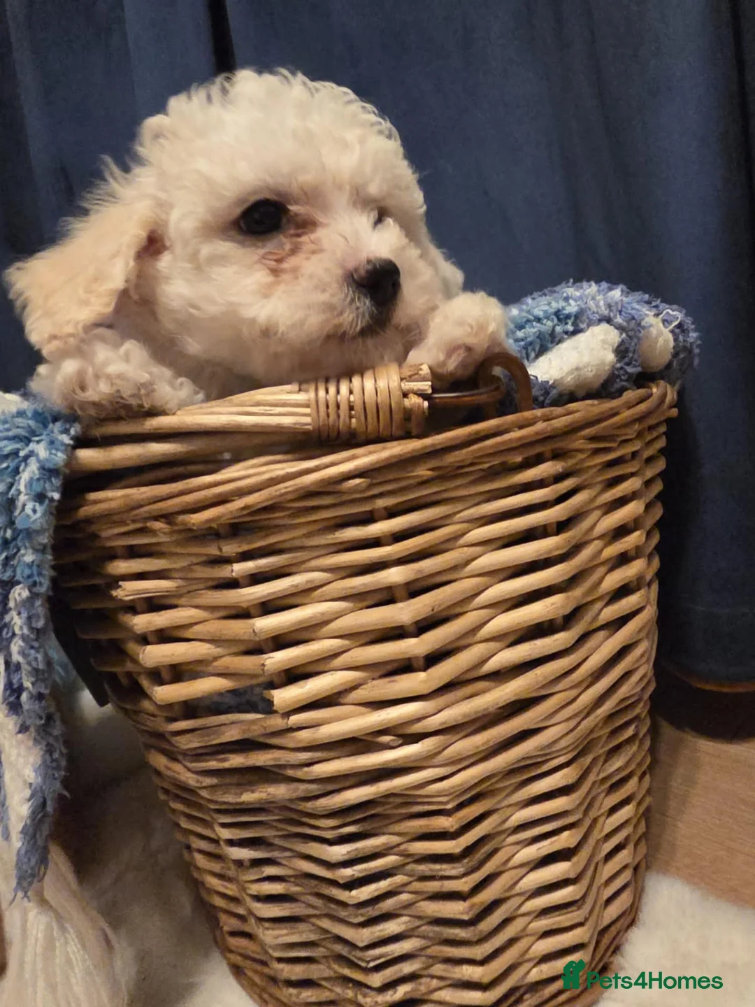 Maltese dogs for sale: Maltese  - Advert 2