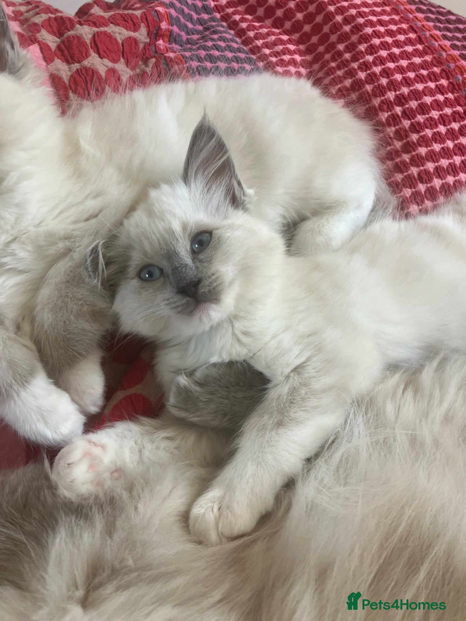Ragdoll cats for sale: Beautiful blue pure ragdoll kittens - Advert 15