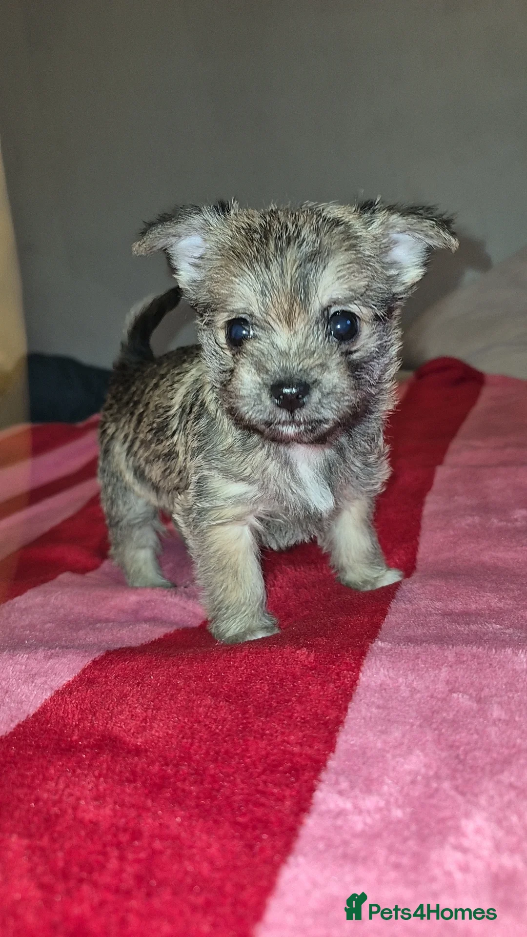 Mixed Breed dogs for sale: Adorable Chihuahua/Maltese mix - Advert 2