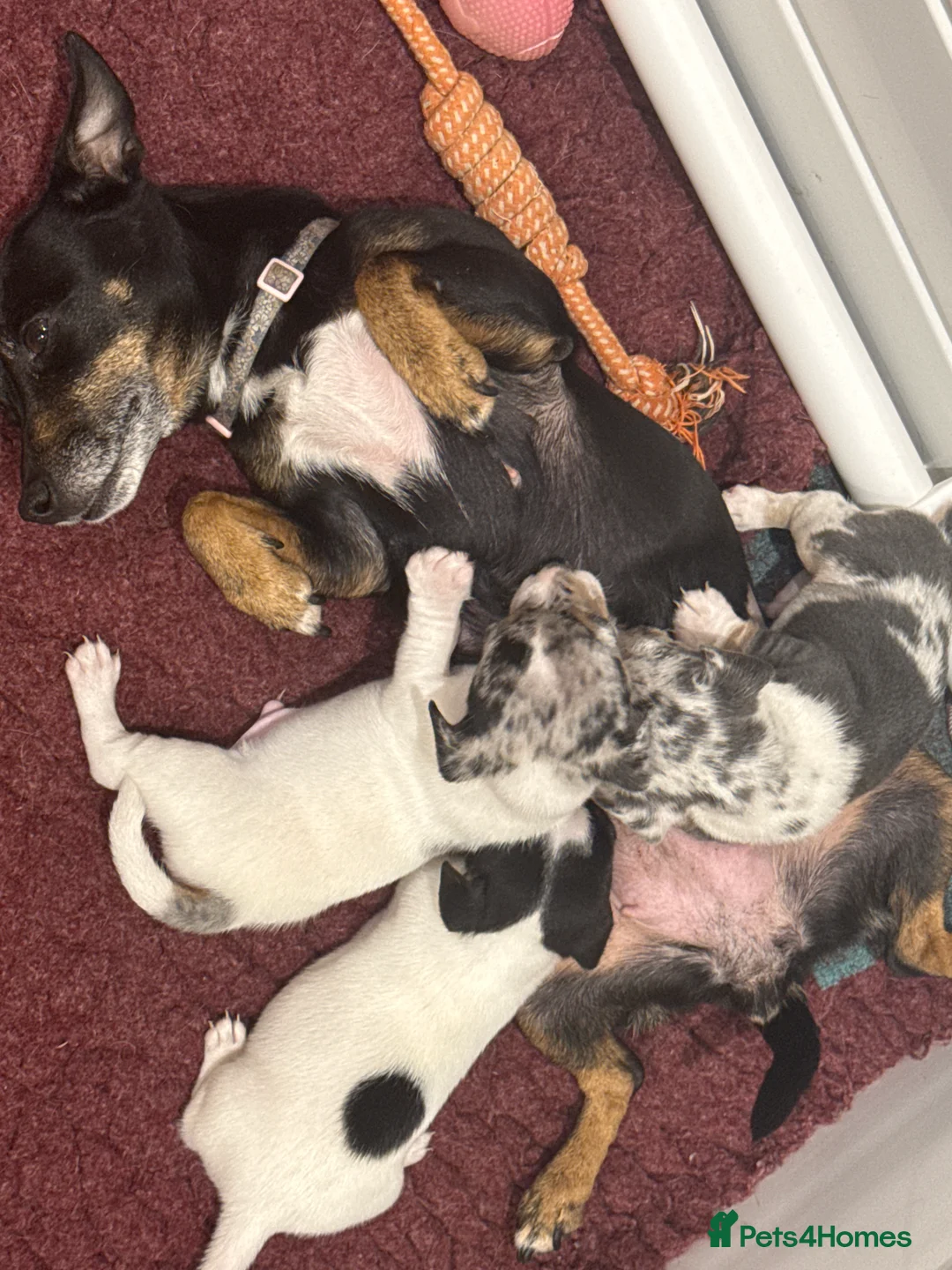 Jack Russell dogs for sale: Miniature Jack Russell Puppies  - Advert 16