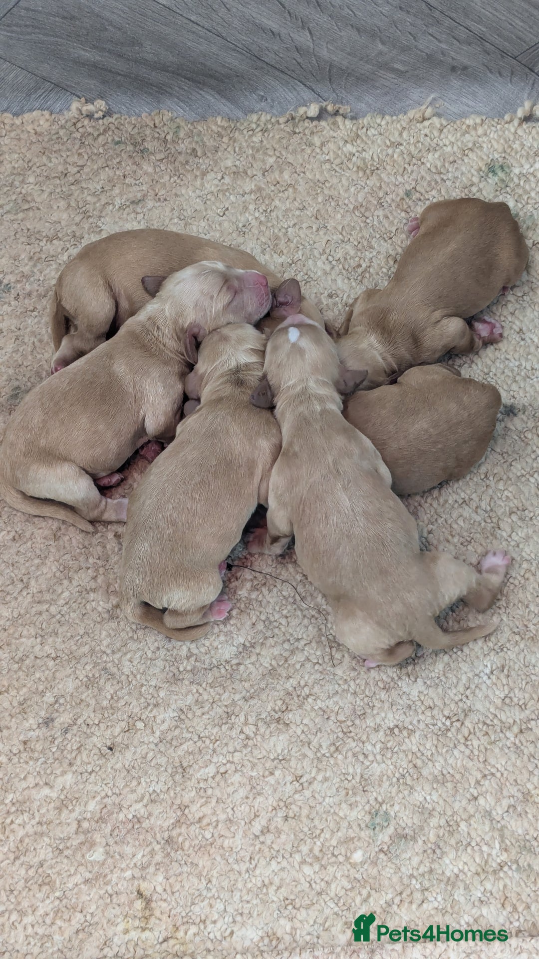 Cocker Spaniel dogs for sale: Adorable Working-Type Cocker Spaniel Puppies  - Image 3