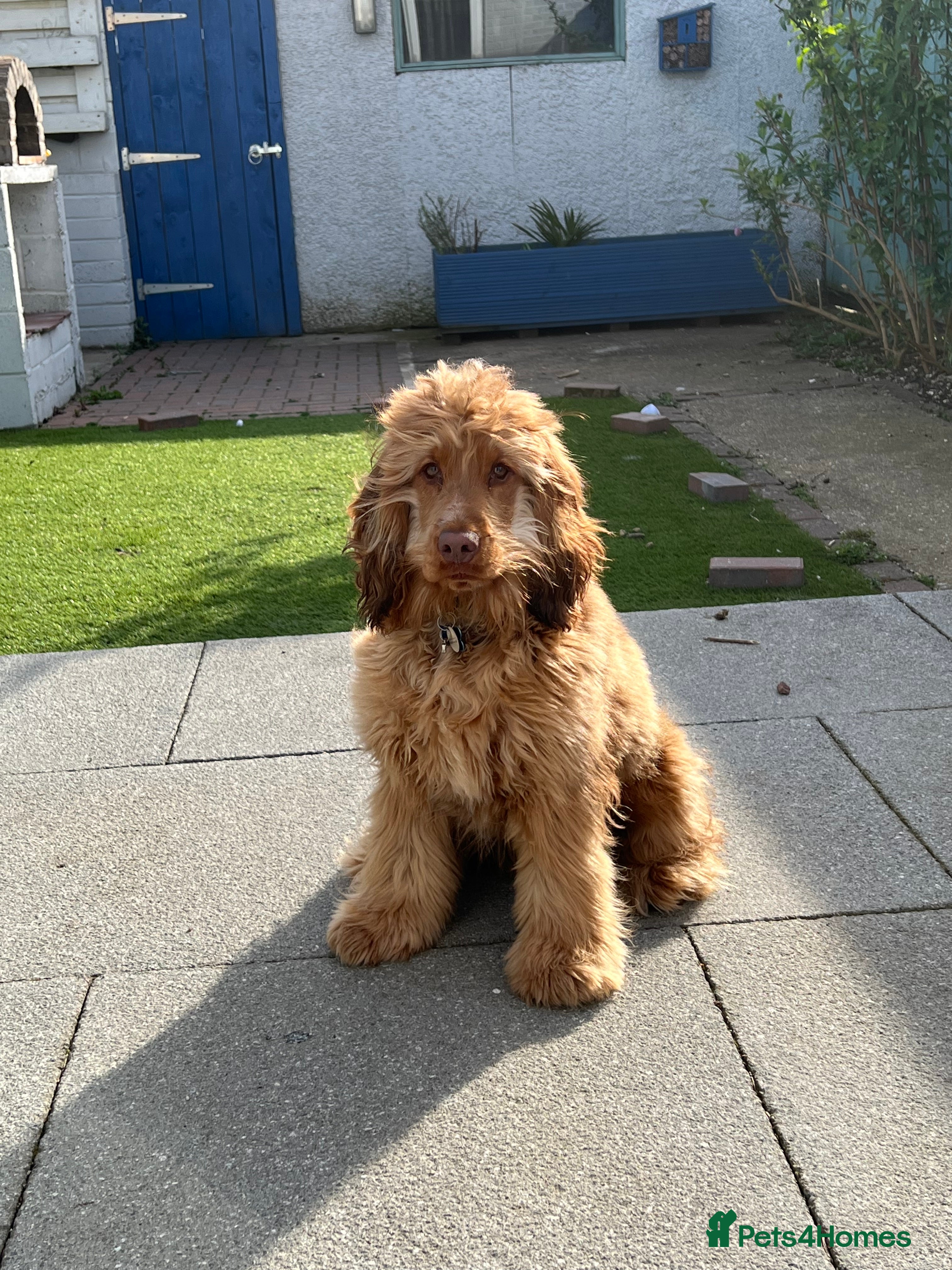 Cocker Spaniel dogs Proven Chocolate Sable Show Cocker STUD in Hull - Advert 3