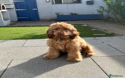 Cocker Spaniel dogs for stud: Proven Chocolate Sable Show Cocker STUD in Hull - Image 1
