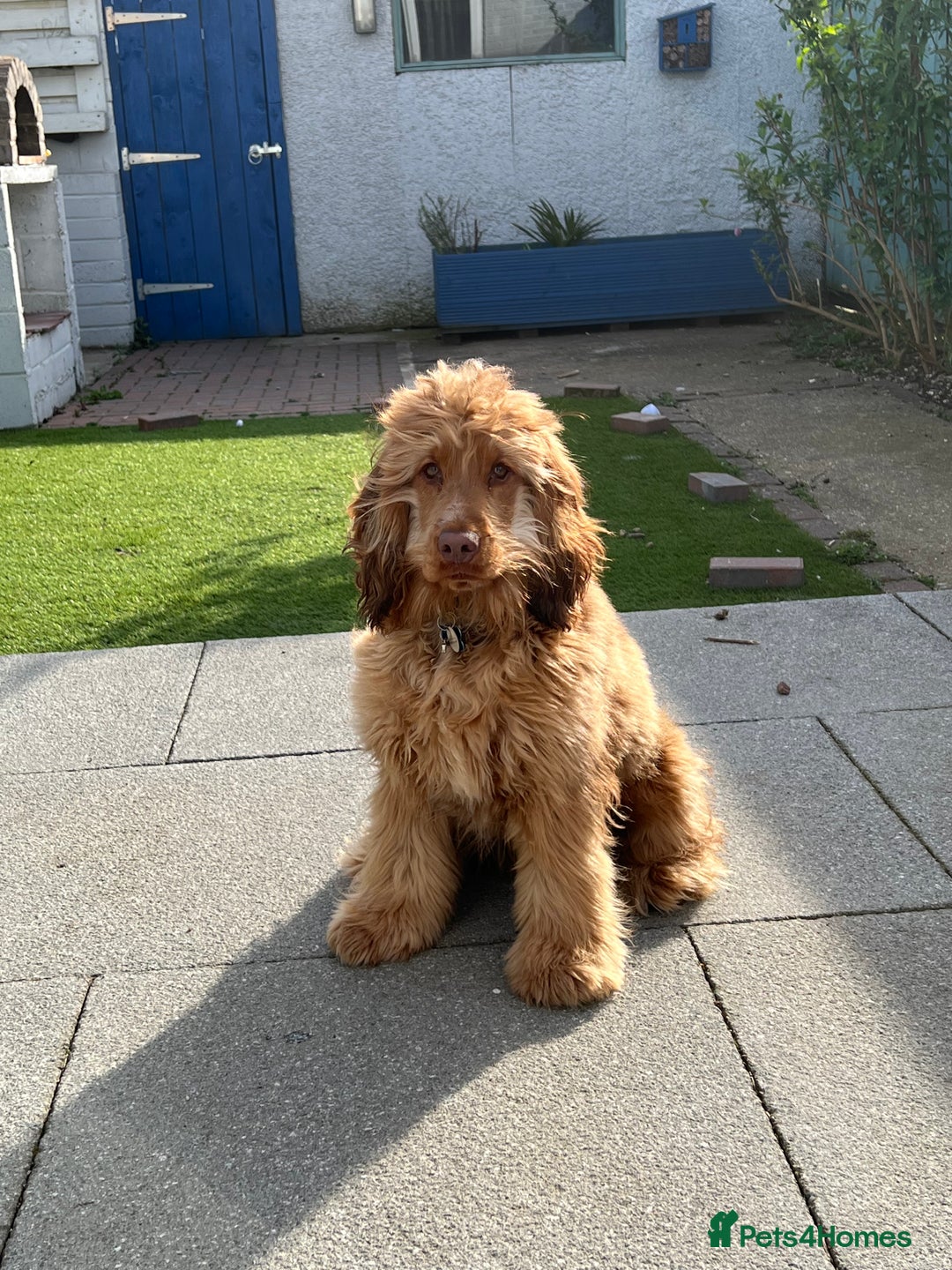 Cocker Spaniel dogs for stud: Proven Chocolate Sable Show Cocker STUD in Hull - Image 1