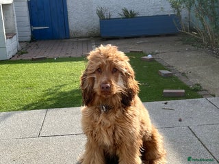Cocker Spaniel dogs in Hull - Advert 16