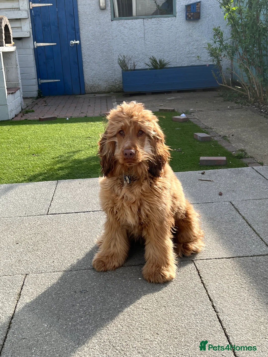 Cocker Spaniel dogs for stud: Proven Chocolate Sable Show Cocker STUD in Hull - Advert 1