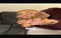 Dachshund dogs for sale: 6 beautiful Dachshund puppies for sale - Image 2