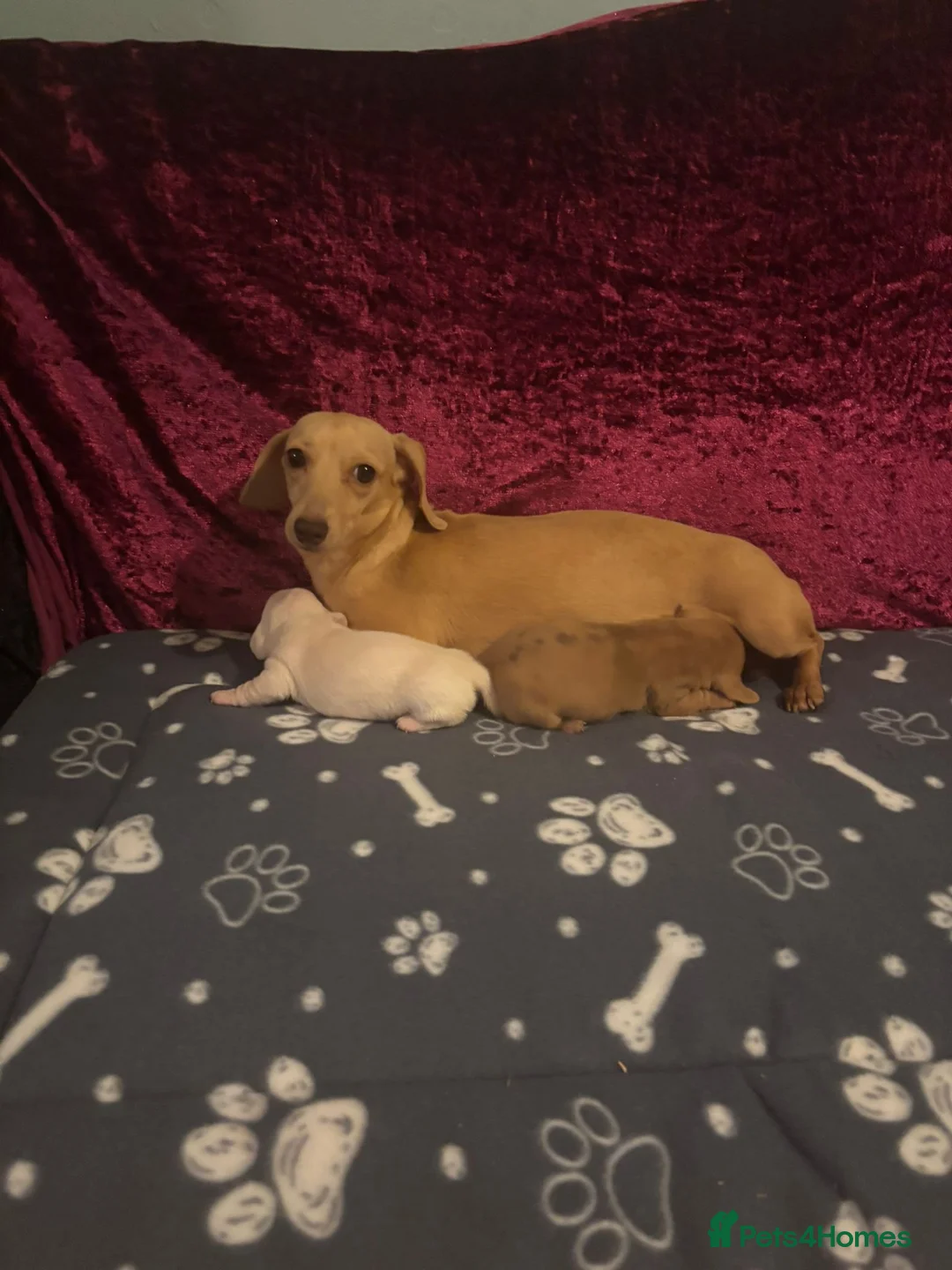 Miniature Dachshund dogs for sale: Miniature Dachshund available  - Advert 1