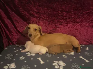 Miniature Dachshund dogs Miniature Dachshund puppy available 2 boy - Advert 2
