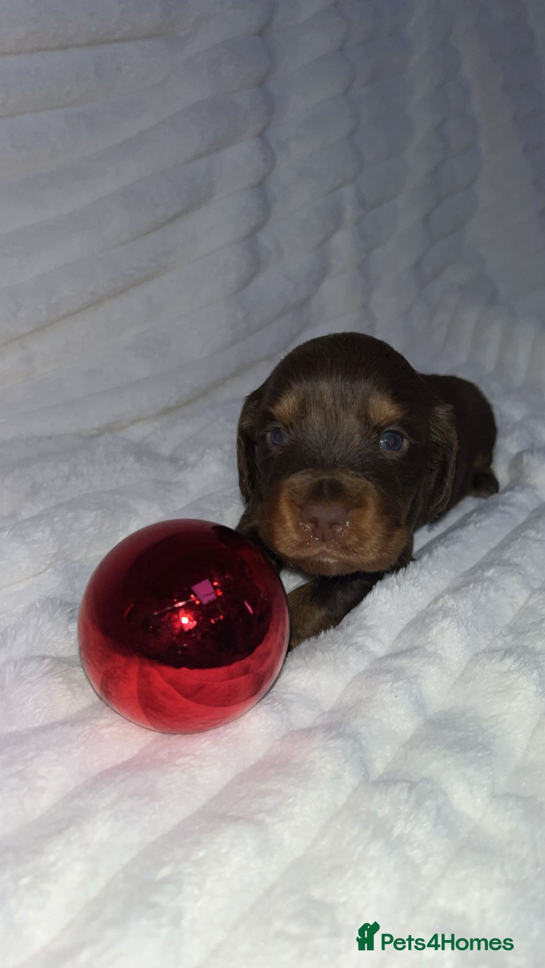 Cocker Spaniel dogs for sale: Cocker spaniel one  girl available  - Advert 2