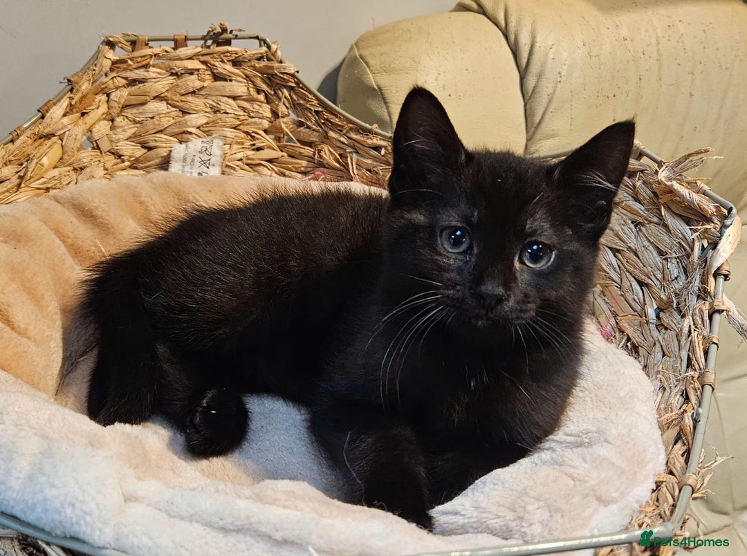 Maine Coon cats for sale: Maine coon cross kitten  - Advert 3