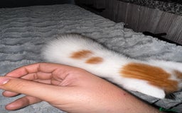 Mixed Breed cats for sale: 7 Mixed Kittens - Ginger, Tabby, Calico, White - Advert 33