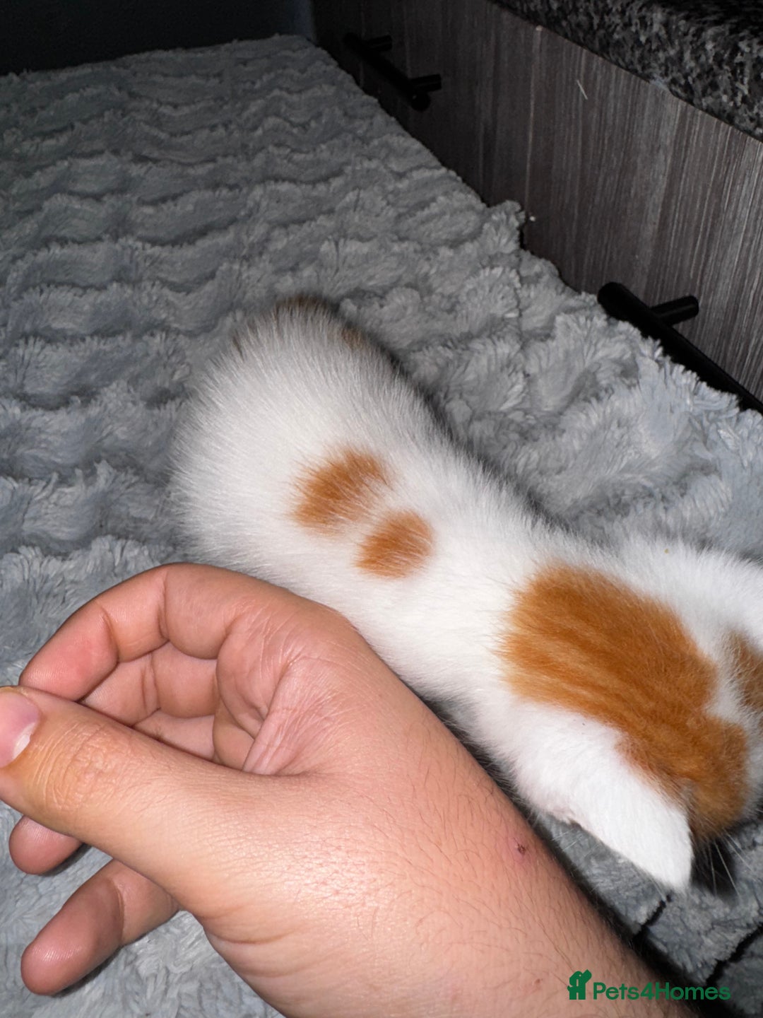 Mixed Breed cats for sale: 7 Mixed Kittens - Ginger, Tabby, Calico, White - Advert 33