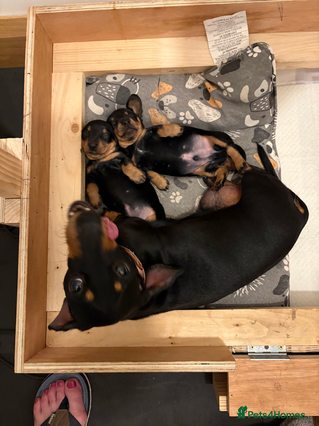 Miniature Dachshund dogs for sale: Miniature Black and Tan Daschund puppies for sale - Image 3