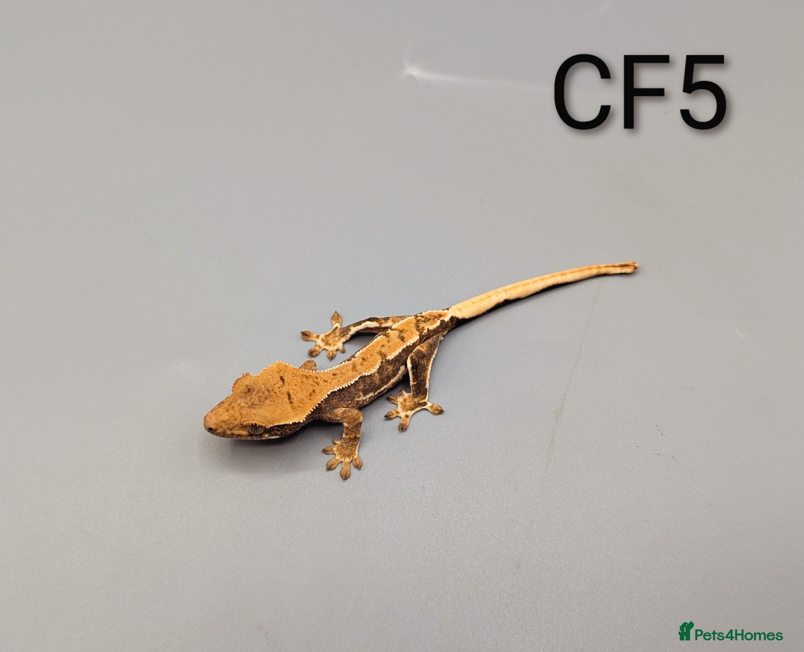 Gecko reptiles Red Tri Coloured Lily White Crested Gecko CB25  - Advert 1