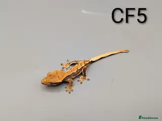 Gecko reptiles Red Tri Coloured Lily White Crested Gecko CB25 - Advert 1