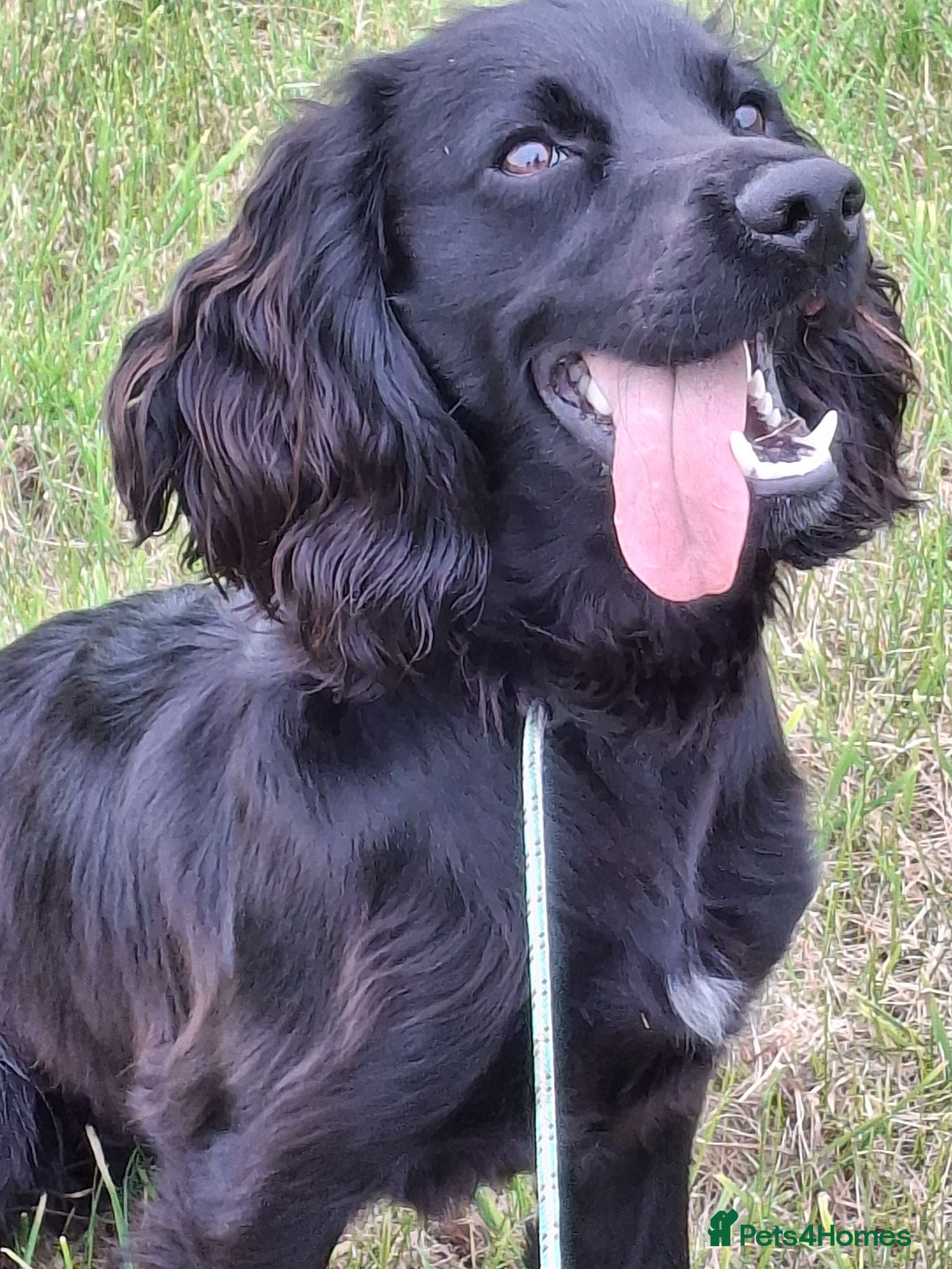 Cocker Spaniel dogs Working Cocker Spaniel - 1 year old  - Advert 1