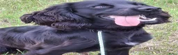 Cocker Spaniel dogs for sale: Working Cocker Spaniel - 1 year old  - Advert 1