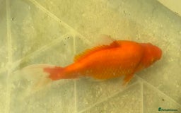 Koi Carp fish for sale: Koi for Sale - Image 12