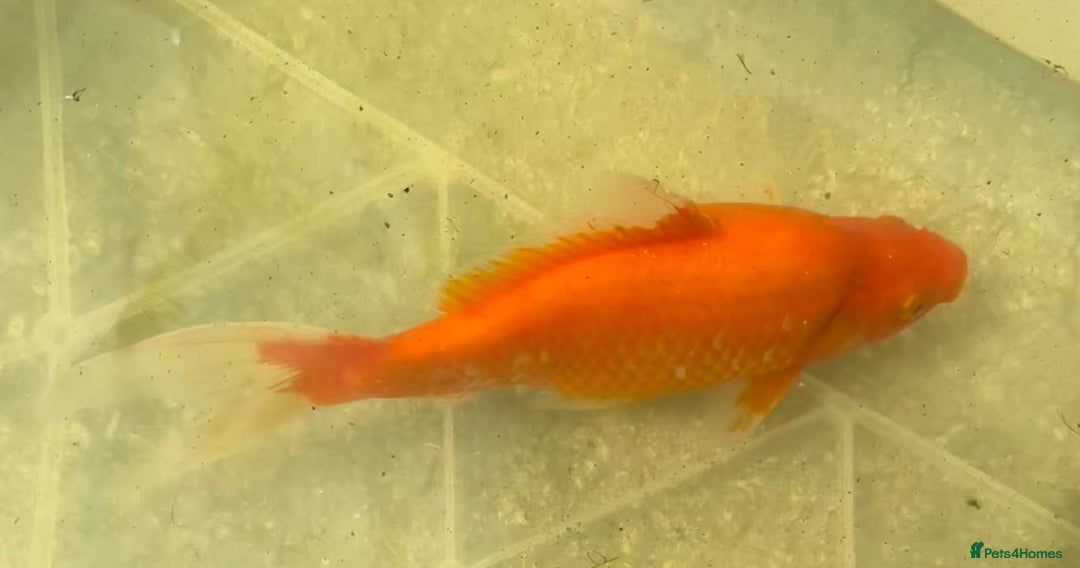 Koi Carp fish for sale: Koi for Sale - Image 12